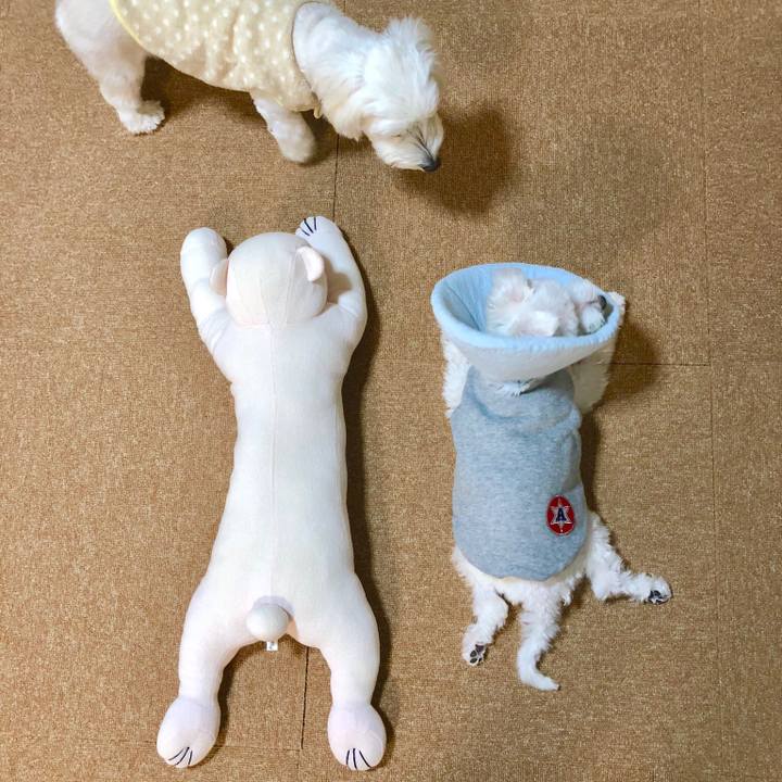 93620ea5 0fe6 453d b2f8 3dcb6bf90e83 1542240990051