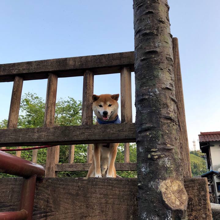 936685a6 742b 4ec8 b740 ec531ca65372 1528542050623