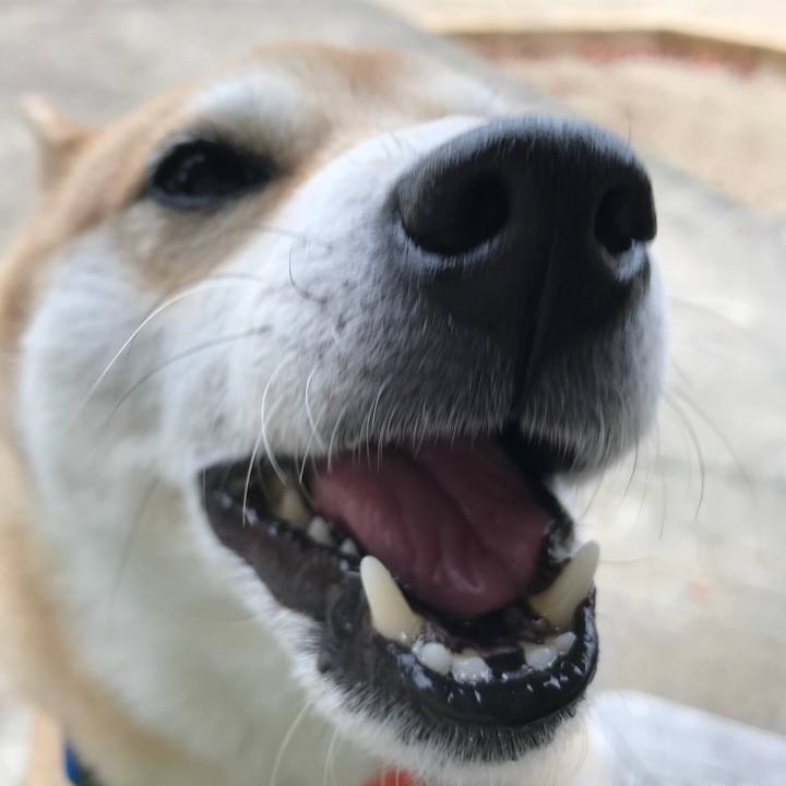 9366dfe9 901f 4bae 91fa d2022c6a8308 1512700343536