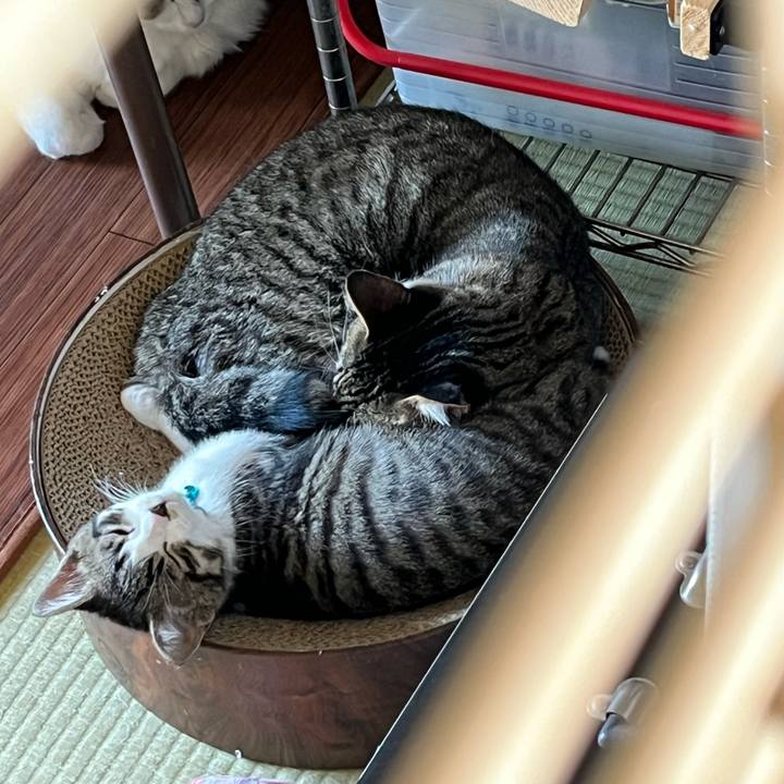 936ac60d 7303 4406 84c6 fd123b1edab7 1769922552246