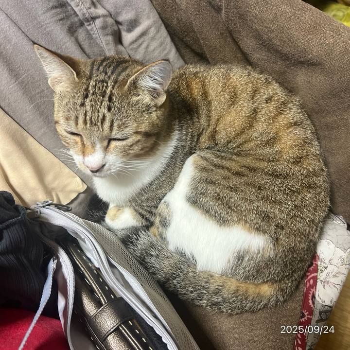 937faed5 477a 4352 a946 f324691407f0 1758665486186