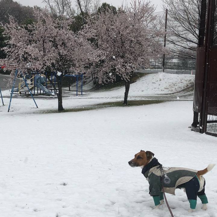 9382c82d 1057 49a6 8d7e eac75cb98f3b 1521632054346