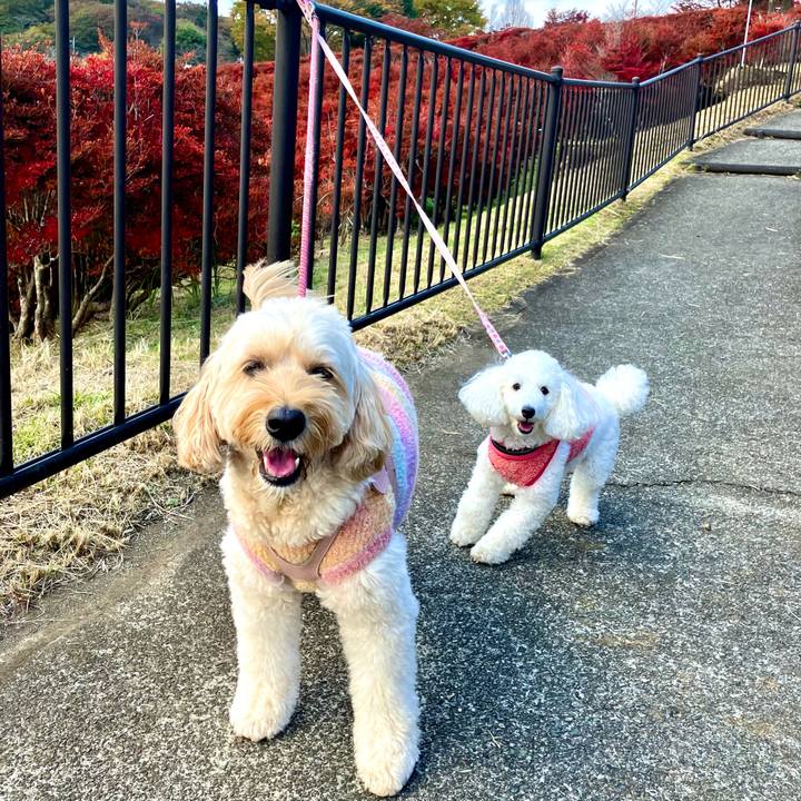 938398e6 2140 408d be69 55ec5eeb683e 1762597961328