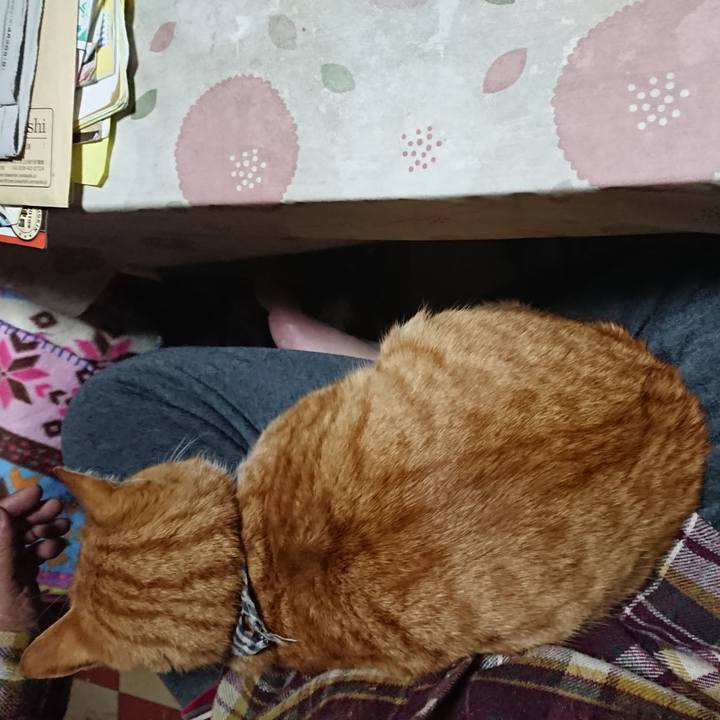 938d67cb 5c86 4ea7 9f98 99a05e93ee49 1574985642910