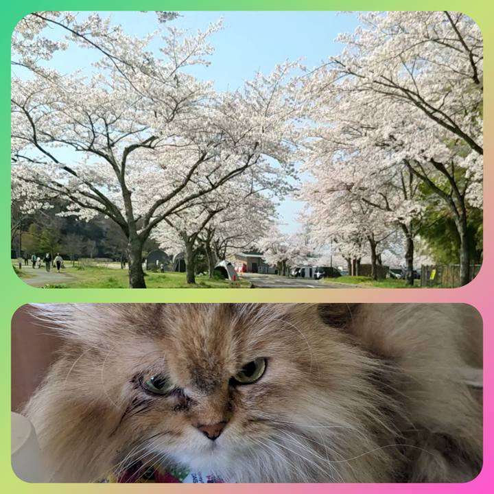 9391e1ff 708e 4c7b bb47 1726497c3085 1712999184331