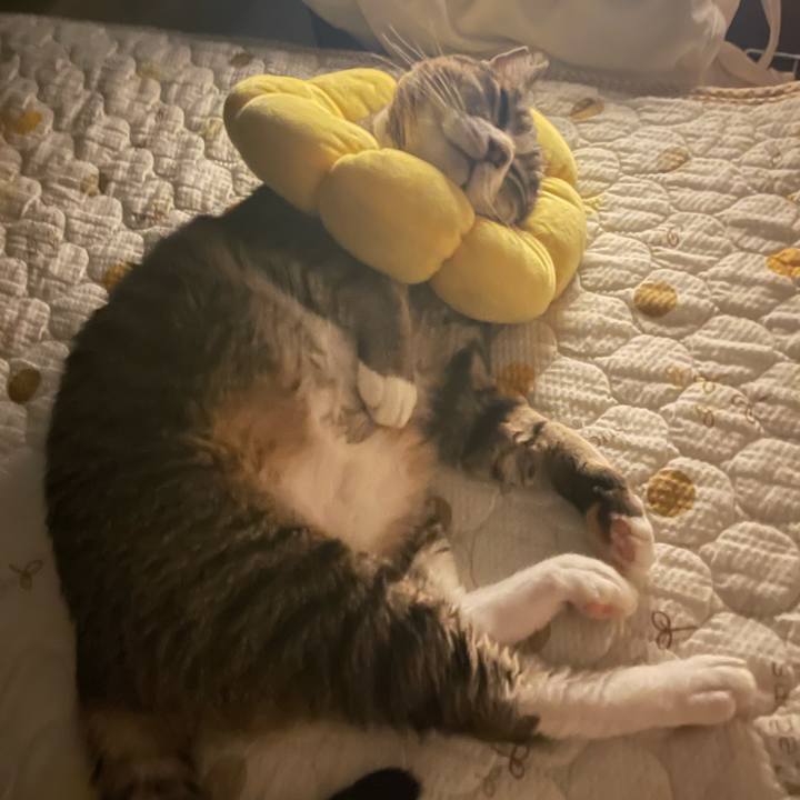 93940698 c5c9 42e1 9af5 b3dc568871bc 1784989867789