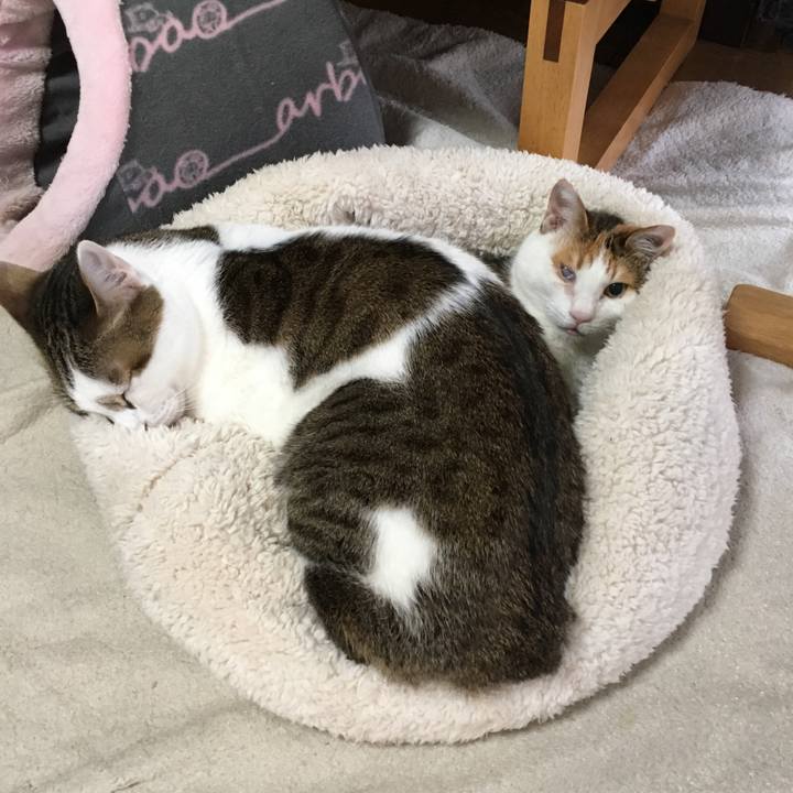 9396cffb 3438 4b70 b073 33973316a616 1517289162809