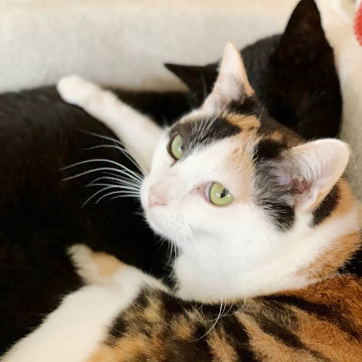 93a0af7c d181 480f adfc 1daed4d4a87d 1552614774752