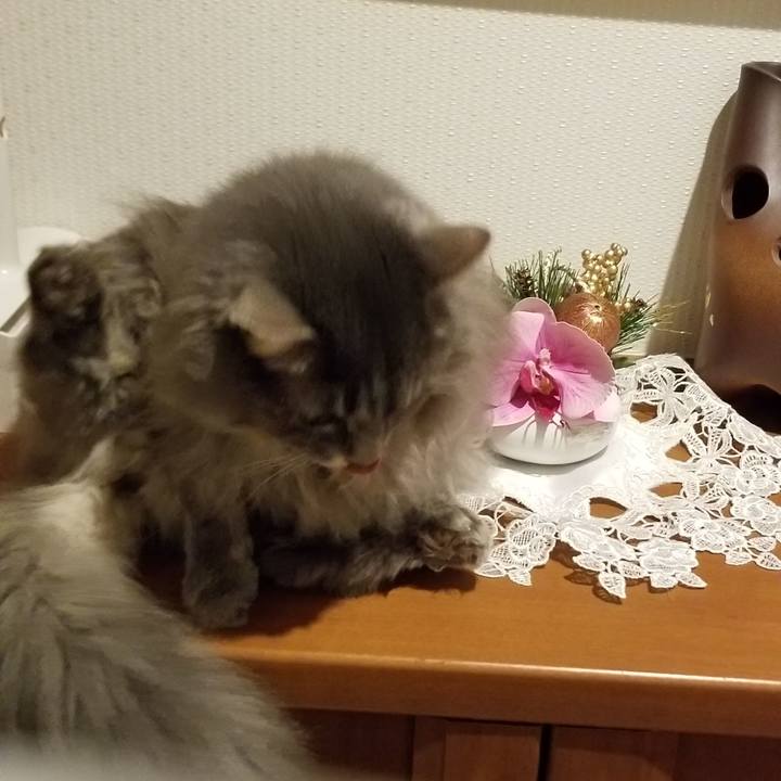 93a0dec8 f125 4a58 a375 8576be4e531a 1548843503545