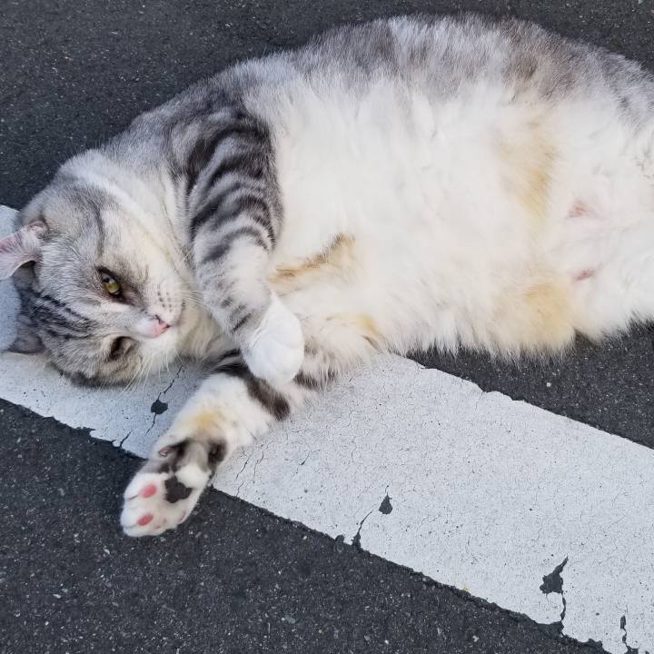 93a1a8f1 db91 4c43 8821 de8bf492bbae 1552371556860