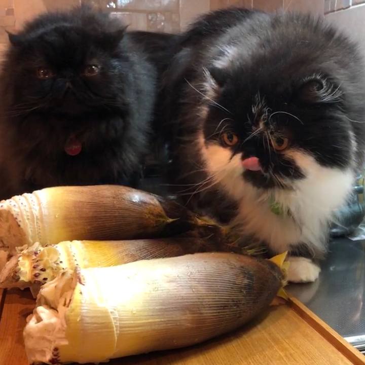 93a24e34 6018 4772 b632 2bec6f0380d0 1555769863975