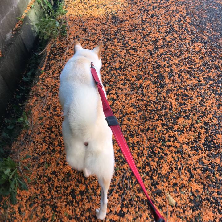 93a360fc 7849 437d 9acd 3e12bb8c3361 1538389015763