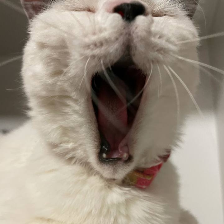 93a446c3 ba76 4a3a b569 f528d752c34f 1620564681948