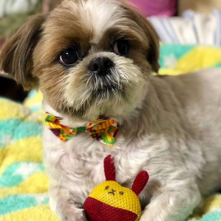 93a4690e c372 4a2c ba3d b9d156f9e4bd 1549094818544