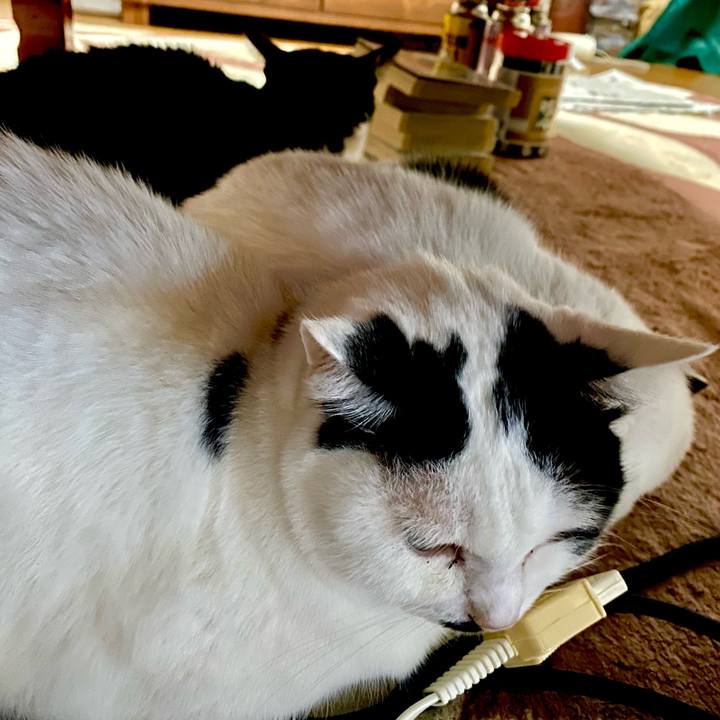 93a496ed 7d2c 4867 bc8a daa8abd1ad06 1637887263218