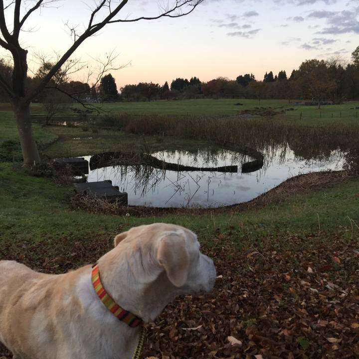 93a607f2 0c56 4e51 933f 64312387c22c 1542325494540