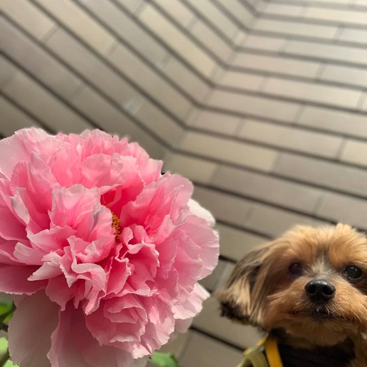 93a7e020 3448 456c 9e58 02d06f7796ad 1586559119483