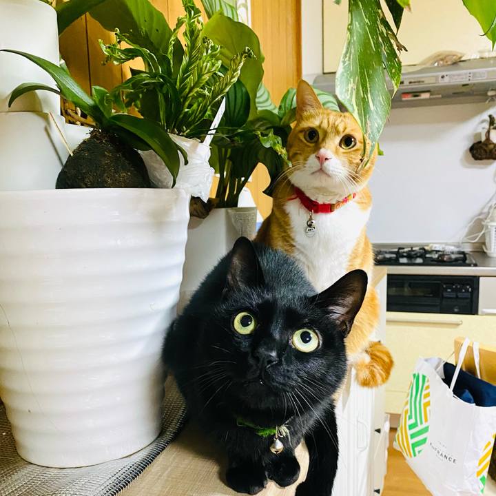 93a89fee a8cd 4ad8 8ae0 ac985139b5c2 1738051242503