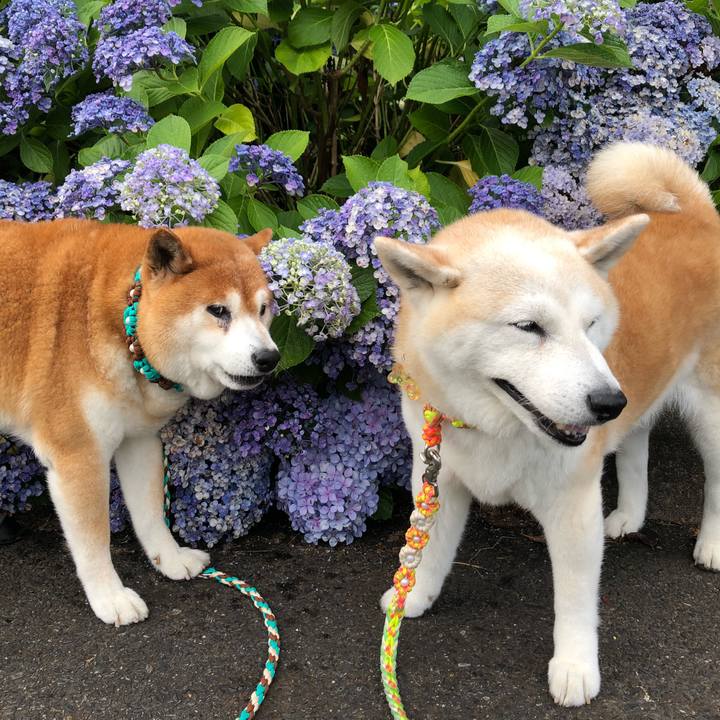 93ab4d6a e550 4238 940d 519dffee7e0c 1593149812832