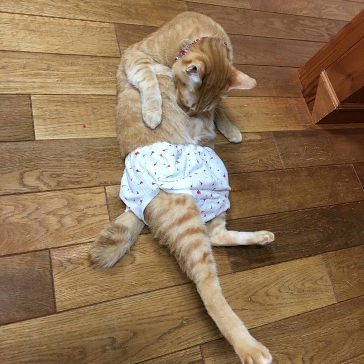 93b02c7f 293e 469b be4c dae2524d695f 1513468968048