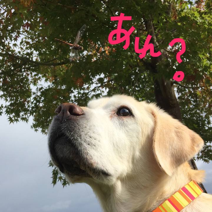 93bbdfdf 2b27 4db5 ae46 883e60f12150 1598051088205