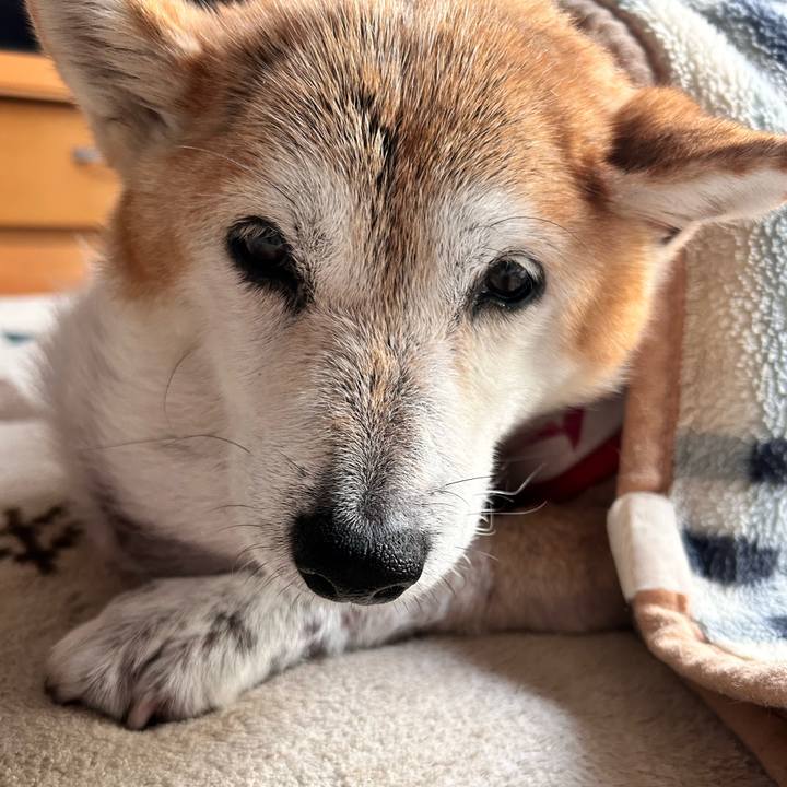 93bd0042 e915 459e b530 69e82e9b1aea 1762395910782