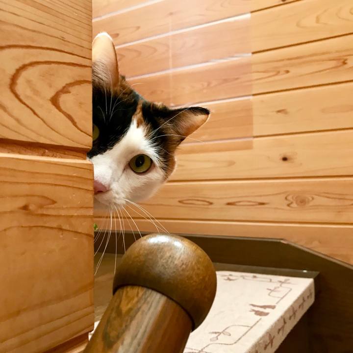 93be1f39 6474 492c b4fd 1f0975246723 1540860078571