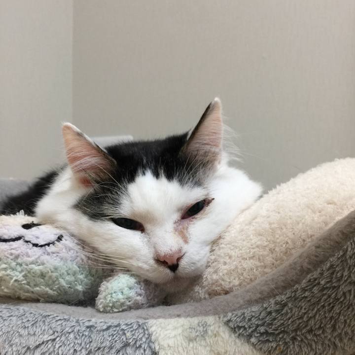 93be8c1d c0b1 4348 be0a 33ea029eff29 1543025874323