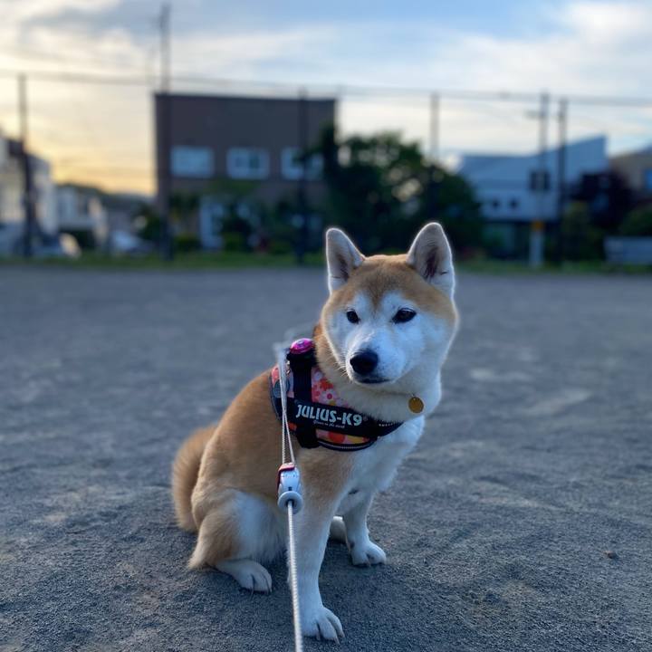 93c068ff 846c 4444 a6a7 196784805adc 1622022899692