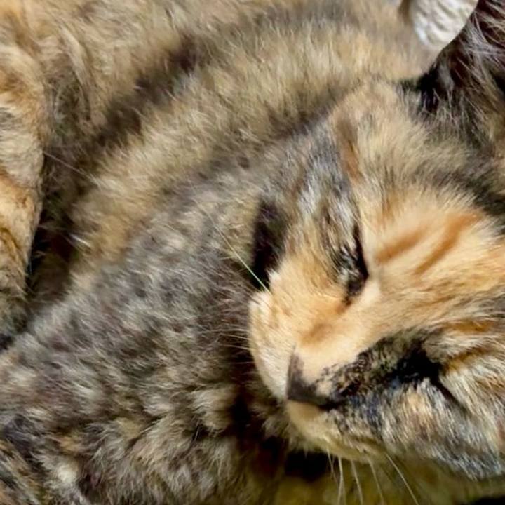 93c1b68d 20c7 4dbb b4b6 4958f54825ce 1747820987322