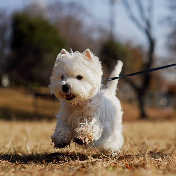 93c1c0ef 7275 4014 92a3 b65c04578aeb 1512945350064