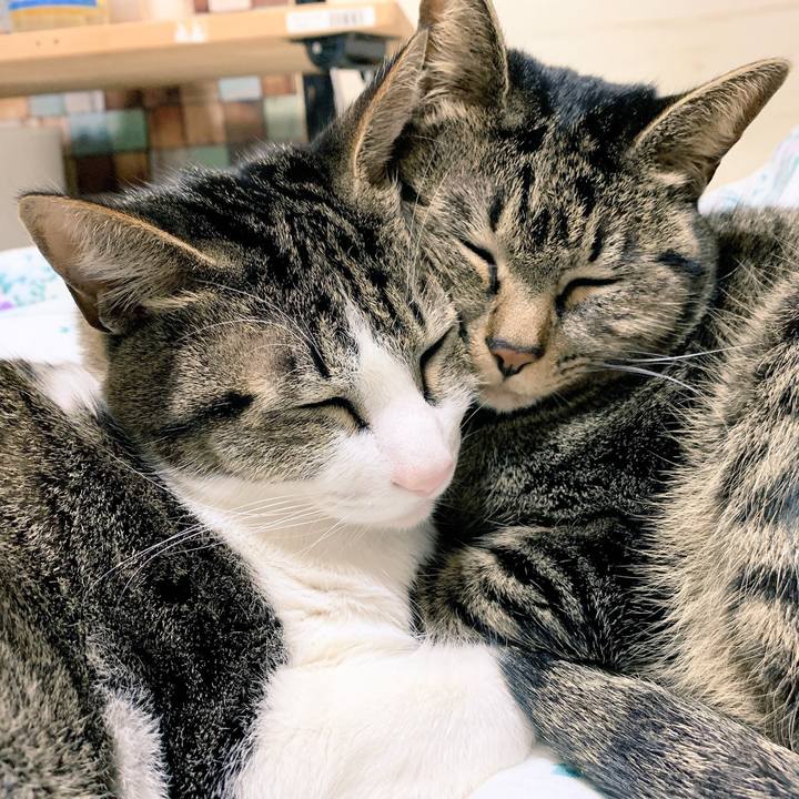 93c20dc6 031c 493b a3e9 4d55aee66324 1544526652893