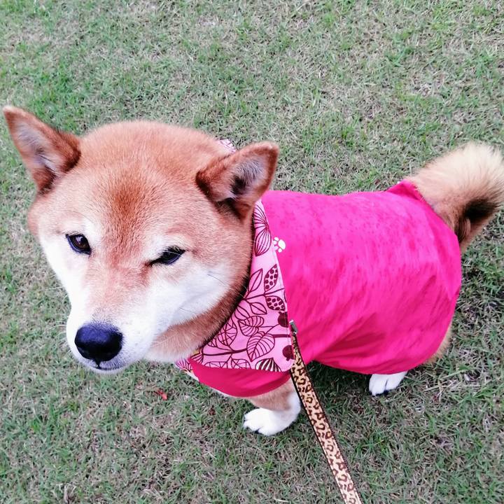 93c2326f cd36 4942 900c 0f9379e85da9 1620384410429