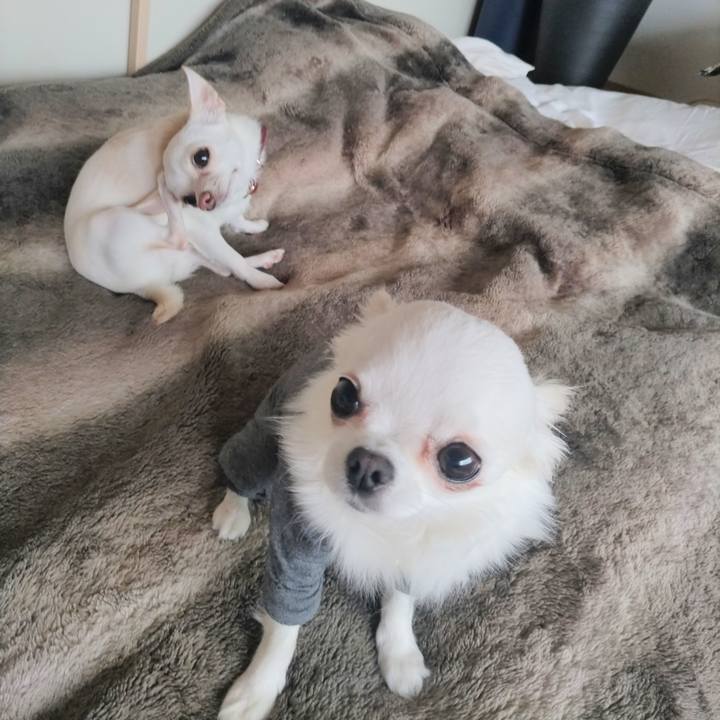 93c3ad2e 1157 4c77 b607 148346b11ff5 1747562837636