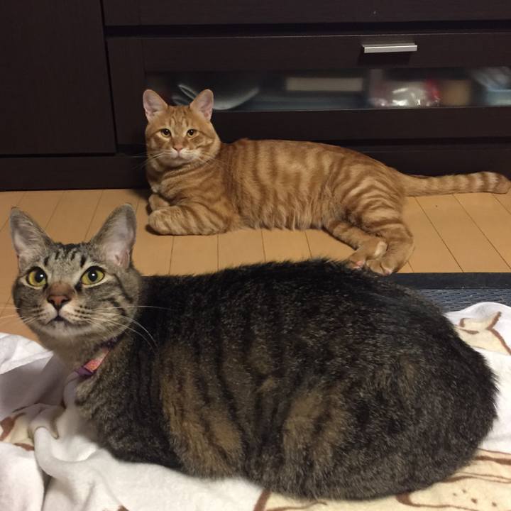 93c3f915 5a0a 4f50 934e 3c19457b42b2 1532609140047