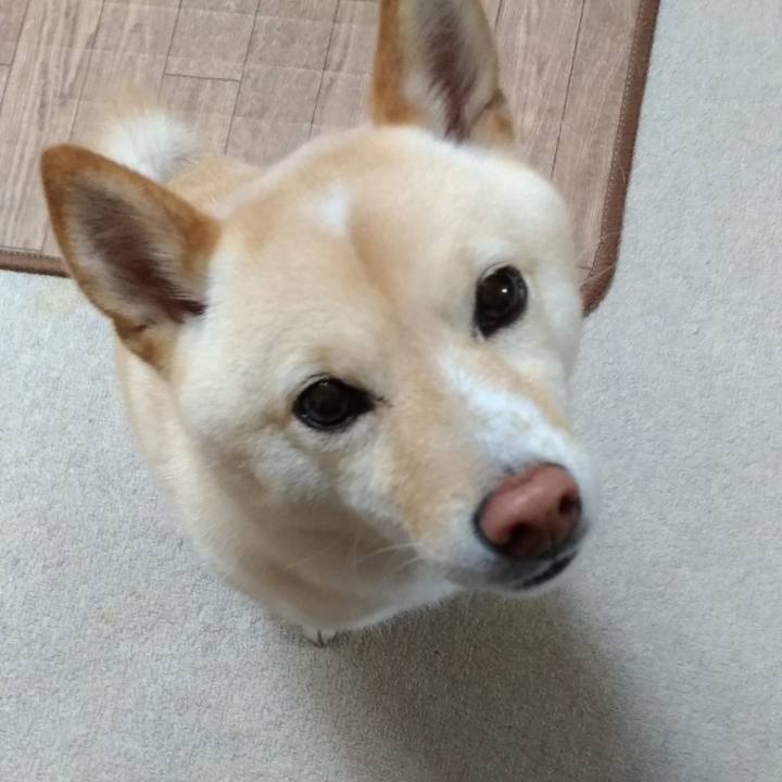 93c99e8b ca35 4219 b46c a9b9c5a7c9aa 1589755966439