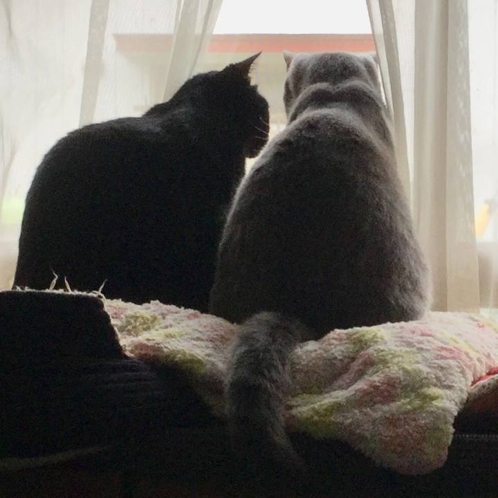 93cfde8f b921 481e a37c e6df0087ae74 1619307597772