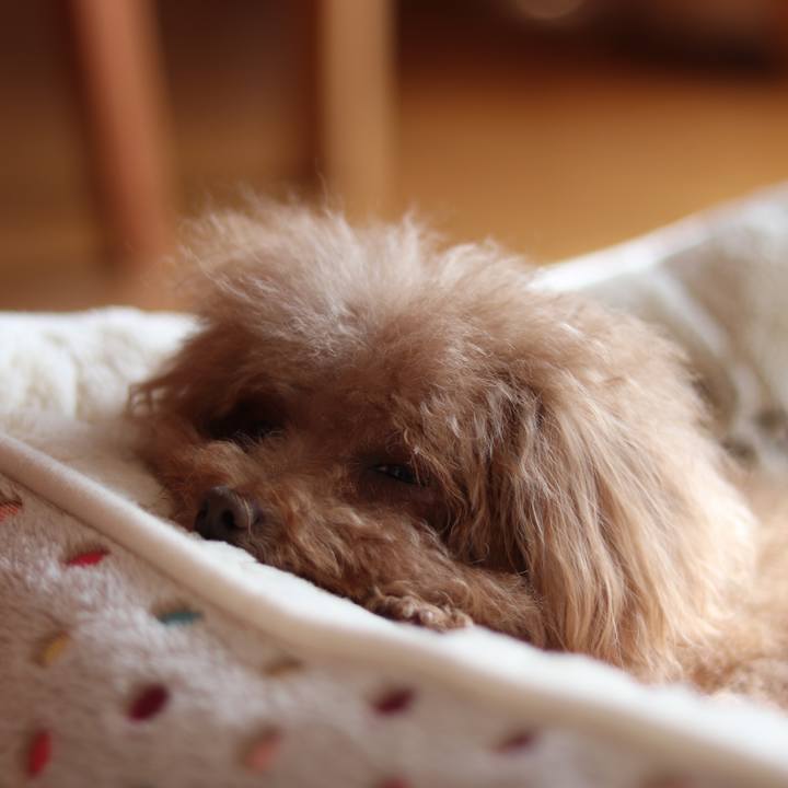 93d08e41 ca19 4c51 b8bf d7f0520b8c0f 1544238162916