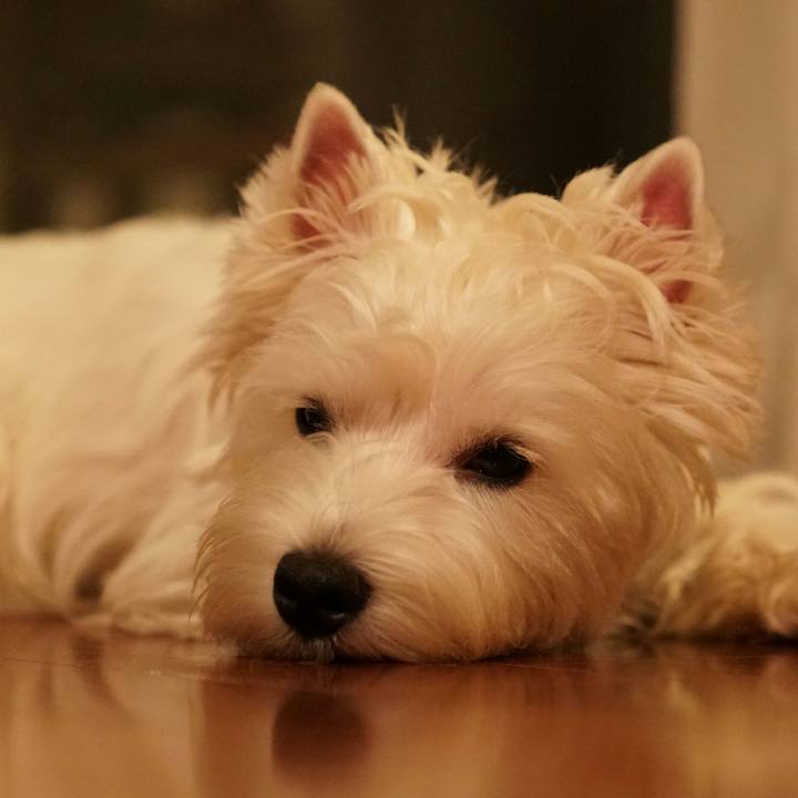 93d181ee 5e6c 410c 9bd8 5e231595eeeb 1512213596539