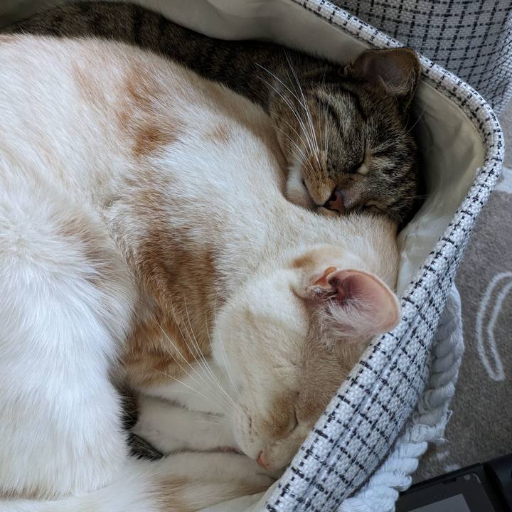 93d2a51c ca85 4c0f b823 274b2860c124 1699338023028