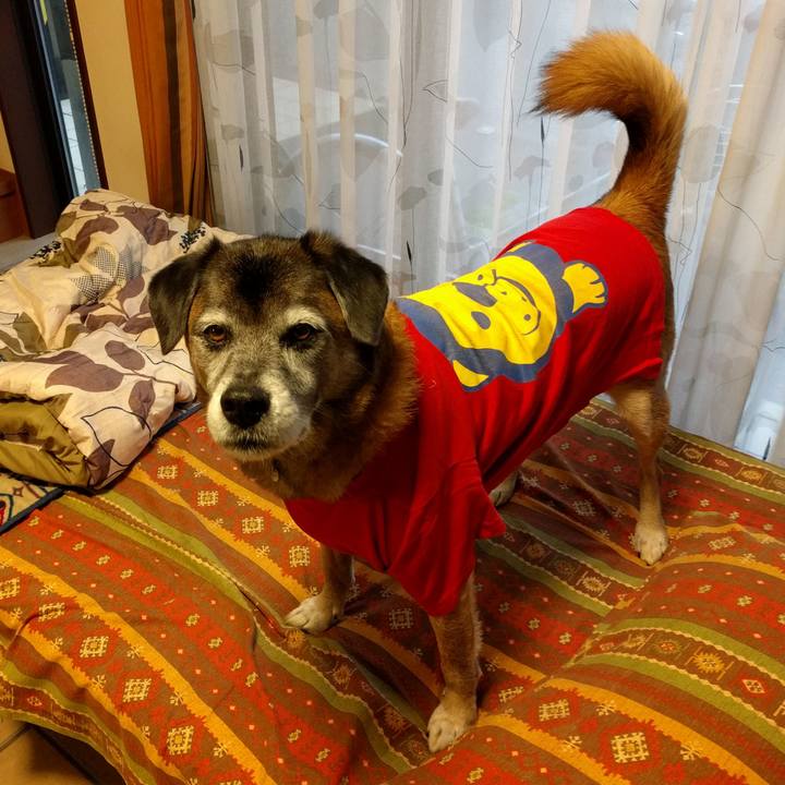 93d61d50 63cf 4834 8c4a 6873af514d26 1541466037419