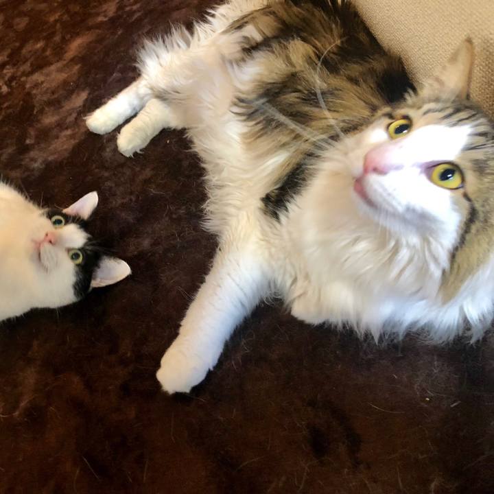 93dbc701 cebf 4203 adc2 d806f72c0b58 1558179710440