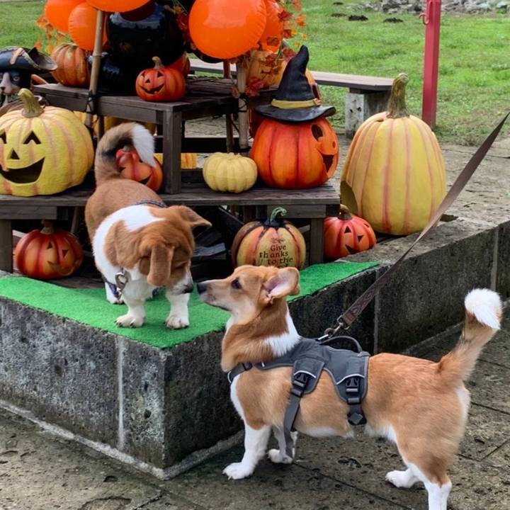 93dc07af 9385 4b60 a6f8 b9c4a7ad287d 1604107619534