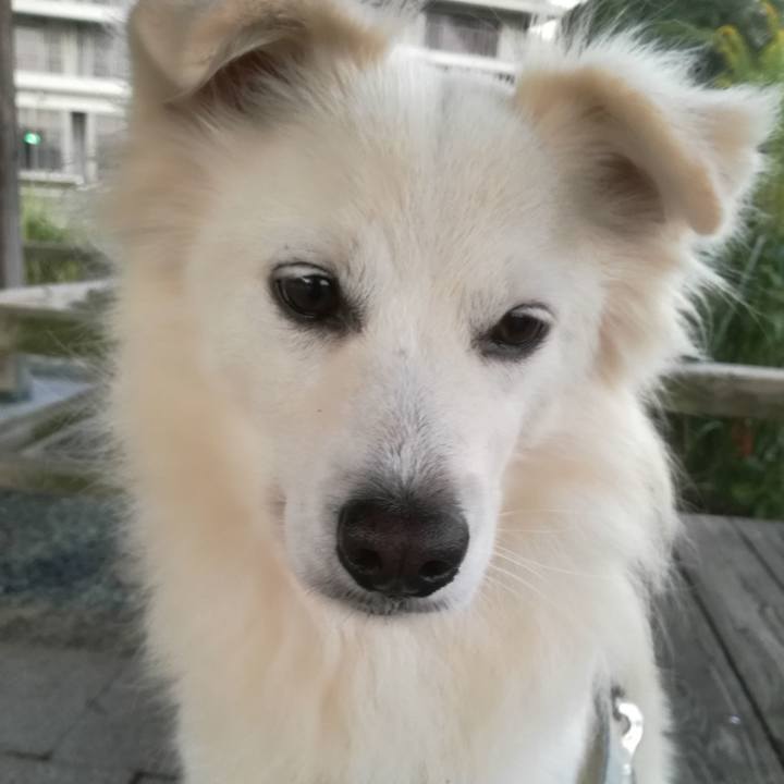 93dc3496 624d 4794 af52 cd884a94f138 1507630254442