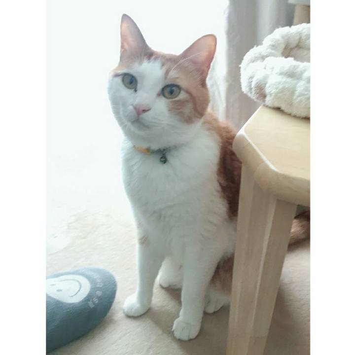 93e29340 9cab 42d2 bcbe 370ab0f0334d 1526307522619