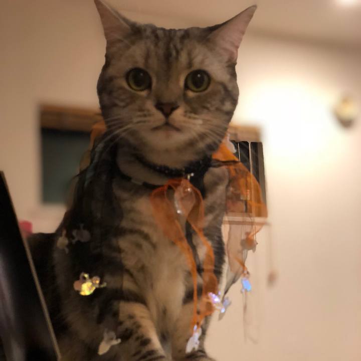 93e2b036 8a9a 4a55 8d89 62add4d320c8 1540966289242