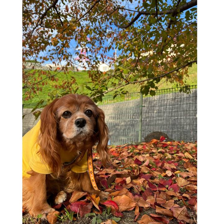 93e69eb8 6f70 4e1a 82ed 15687f8c19a3 1763430723797