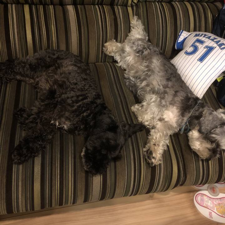 93e7c90d 4a73 46af 96a4 88c519ba5364 1560854741021