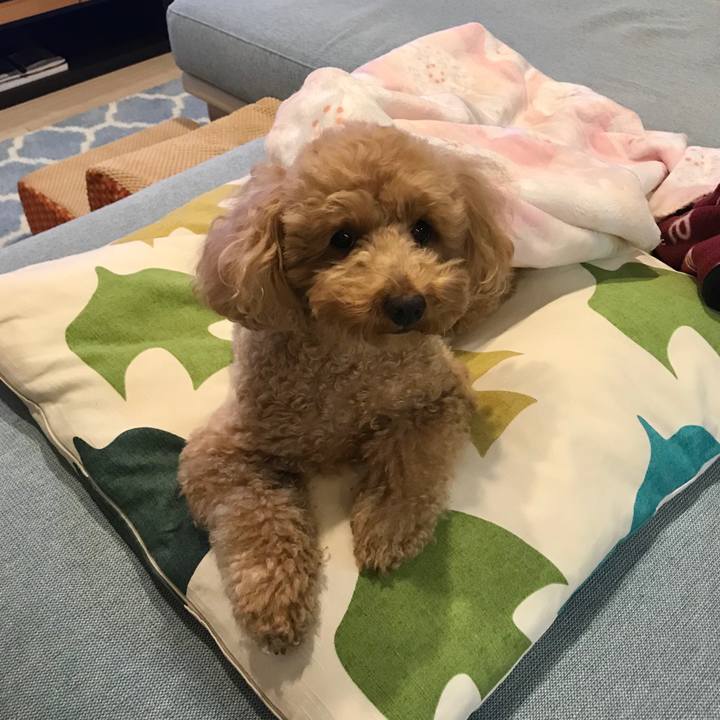 93eb187a 56c3 44ca 8011 ab337f7812e7 1546163275880