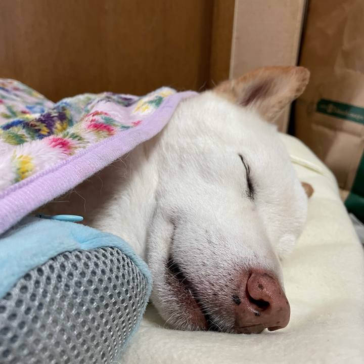 93eb68e0 e670 4484 b4fa 6f557836fed4 1635400507012